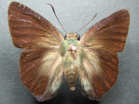 Hasora discolor mastusia - Adult